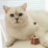 Wooden Pet Hair Keepsake Box-Cat Whisker & Dog Hair Collection Display Holder With Test Tube Stand.